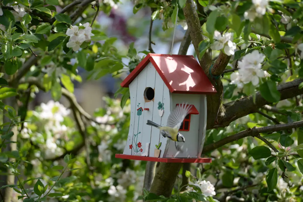 Titmouse on nesting box, bird feeder