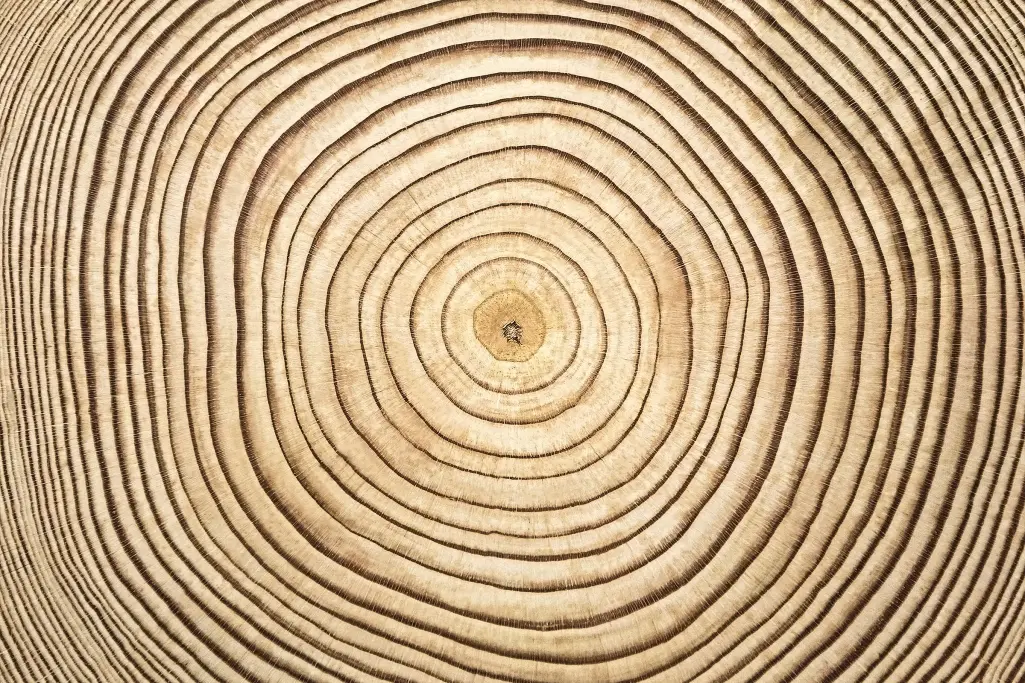 Wood, tree rings, sustainability, renewable raw materials  