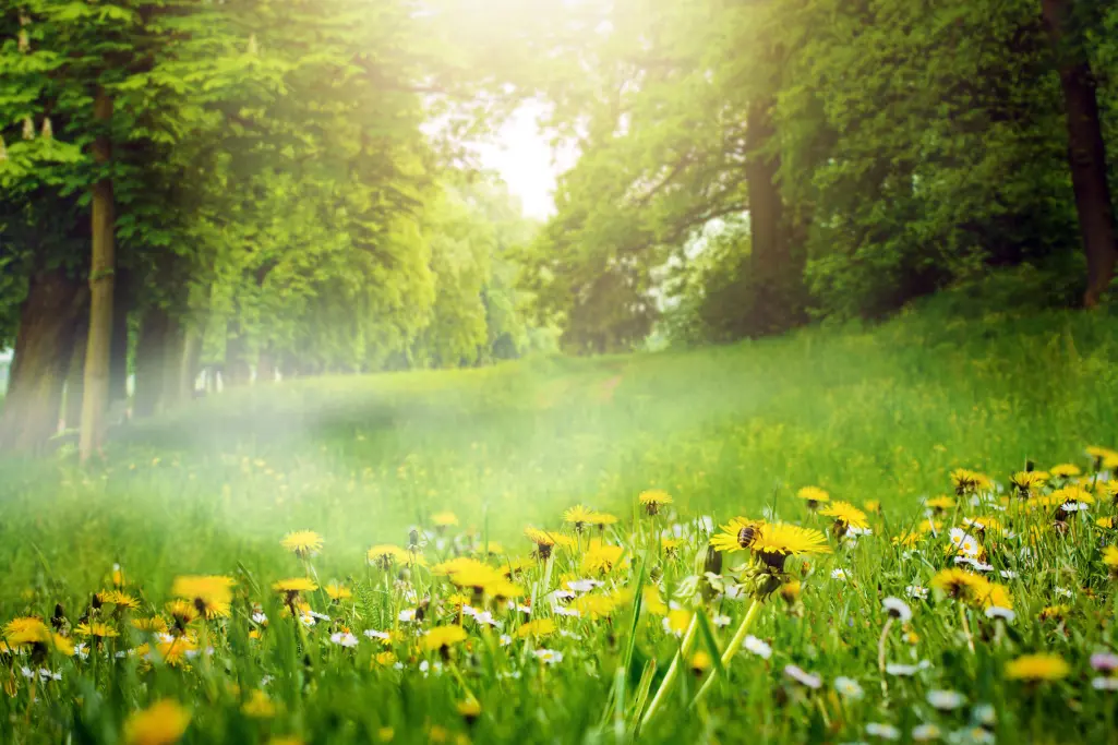 Waldlichtung, good air, reduction of carbon dioxide emissions